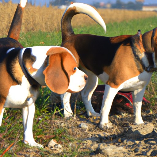 How to Choose the Right Beagle for Hunting