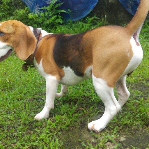 Examining the Physical Traits of Beagles that Make Them Ideal Hunting Dogs