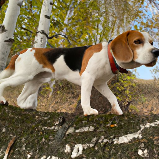 Stories from Experienced Hunters Who Use Beagles