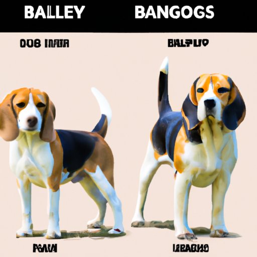 Comparing Beagles to Other Breeds Used for Hunting