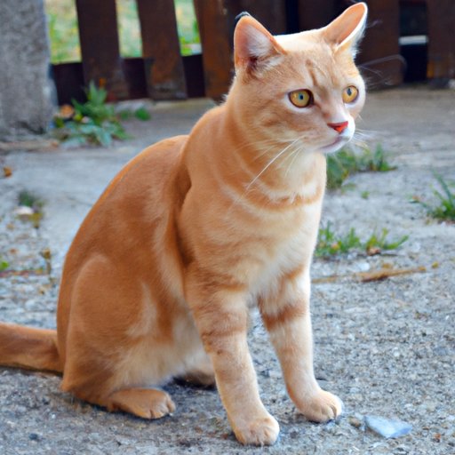 Understanding Genetics: The Role of Coat Color in Orange Cats