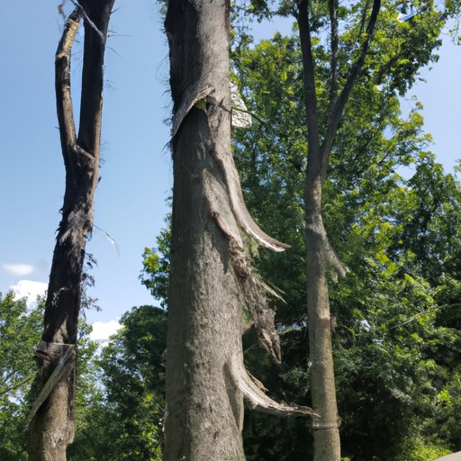 An Overview of Tent Caterpillar Damage to Trees
