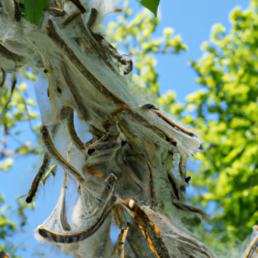 A Closer Look at Tent Caterpillar Defoliation