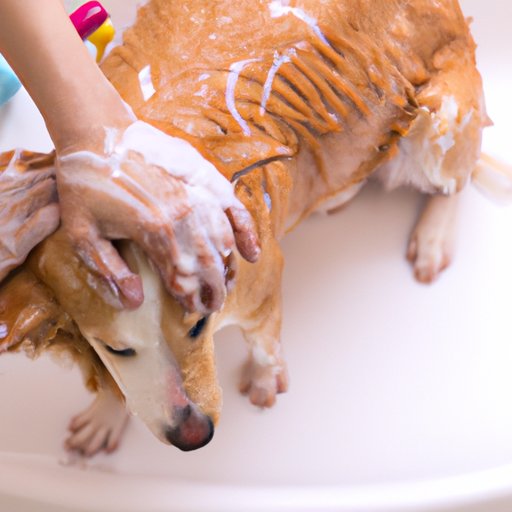 How to Bathe Your Dog with Human Shampoo Safely