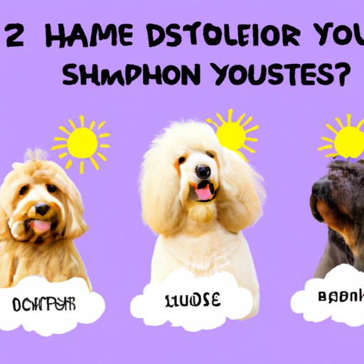 How to Choose the Right Shampoo for Your Dog