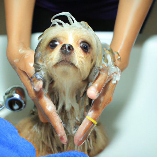 What You Should Know Before You Wash Your Dog with Human Shampoo