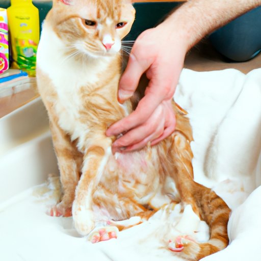 Common Mistakes When Bathing a Cat