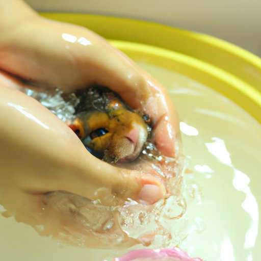 How to Safely Bathe a Hamster