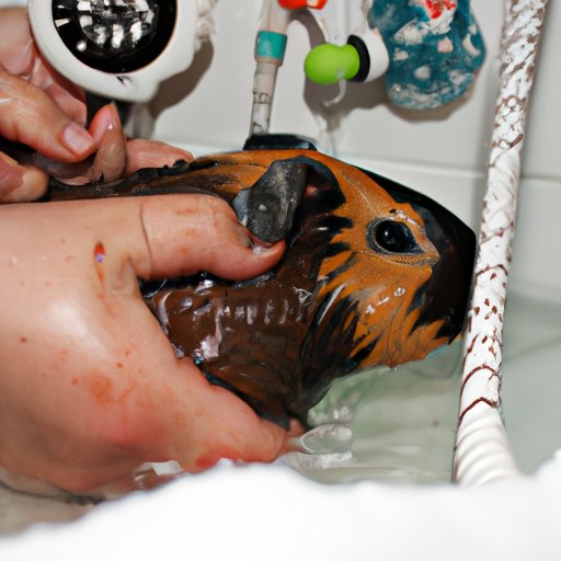 Exploring the Pros and Cons of Bathing a Guinea Pig