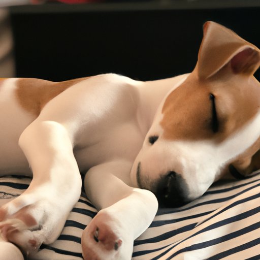 How to Tell if Your Puppy is Sleeping Comfortably