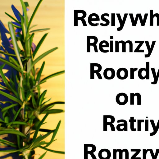 What the Science Says About Rosemary and Hair Growth