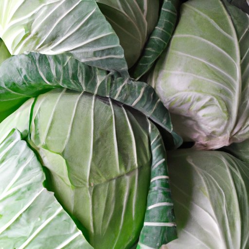 Best Practices for Keeping Your Cabbage Fresh