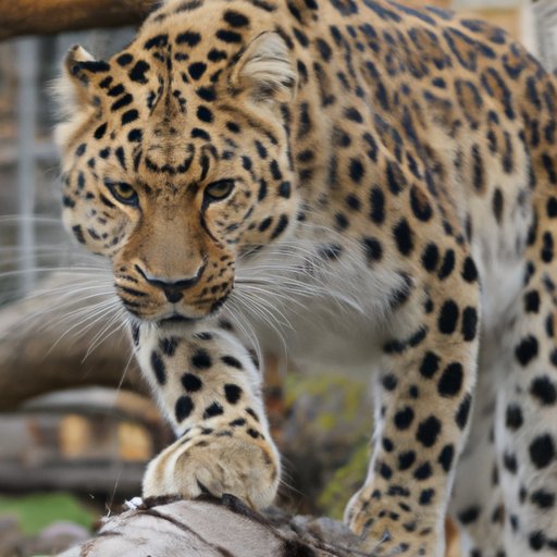 How You Can Help Save the Amur Leopard