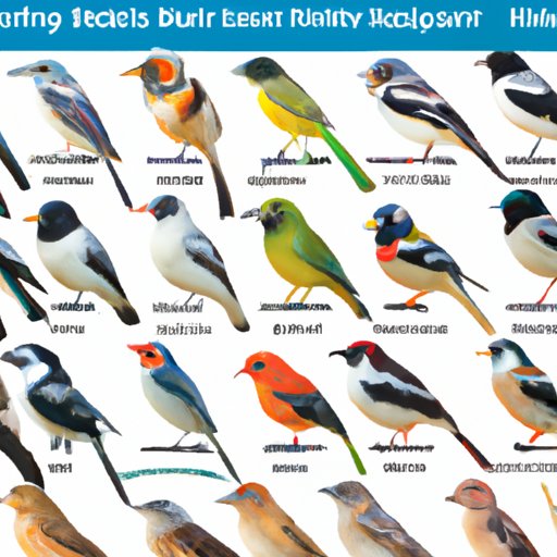 A Comprehensive Guide to Bird Diversity