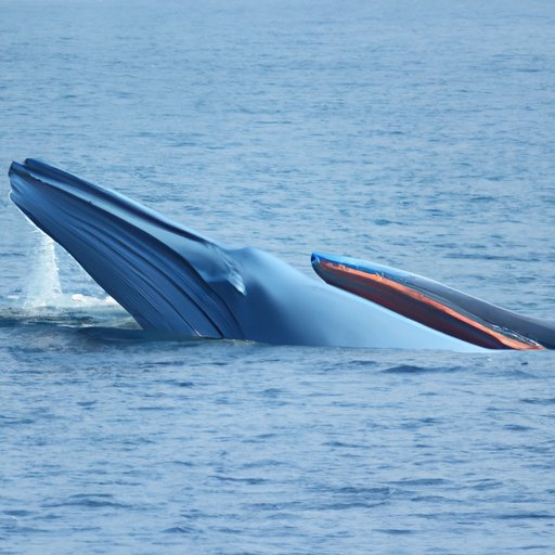 The State of Blue Whale Conservation