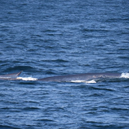 The Dwindling Population of Blue Whales