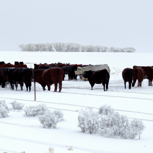 The Challenges Facing Cattle Ranchers in a Changing Climate
