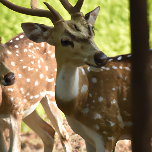 Global Impact of Humans on Deer Populations