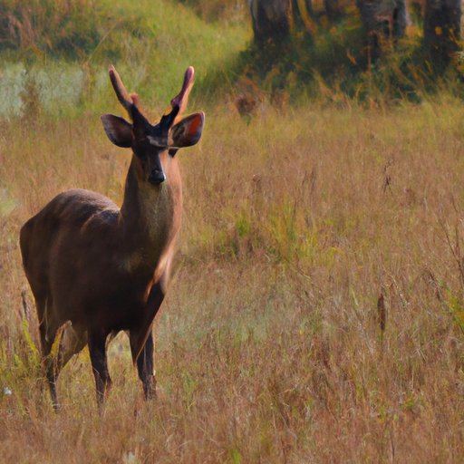 The Role of Conservation in Protecting Deer Populations