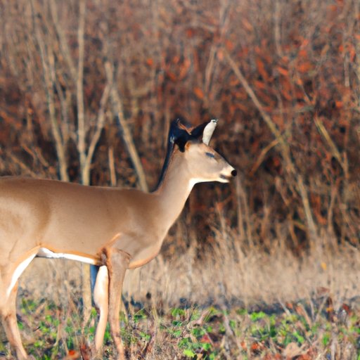  Identifying Conservation Strategies for Deer 