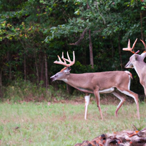  How to Monitor and Manage Deer Populations 