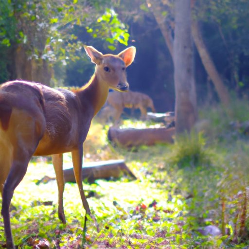  The Role of Deer in Ecosystems around the World 