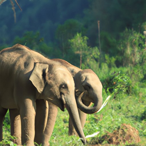 Conservation Efforts to Protect Endangered Elephants