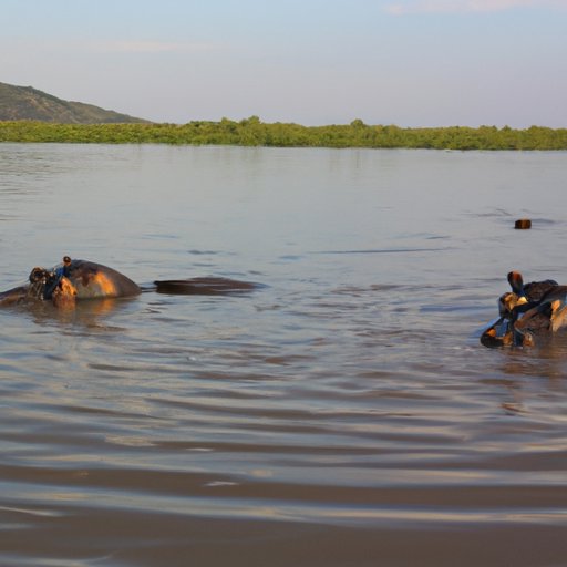 Exploring the Impact of Human Activity on Hippo Populations Worldwide