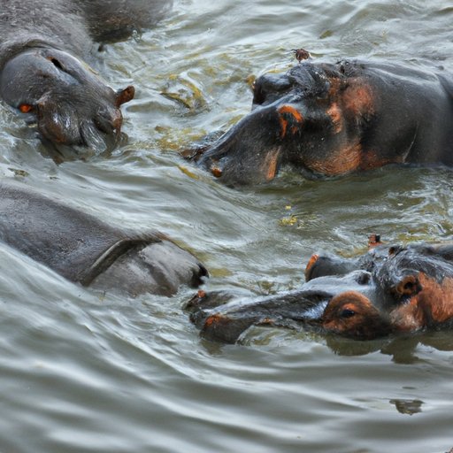 The Role of Conservation Efforts in Saving Hippos from Extinction