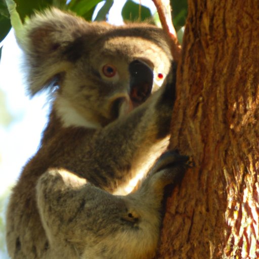 Exploring the Impact of Human Activity on Koala Populations