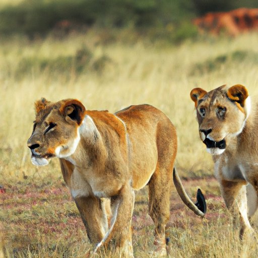 Conservation Efforts to Increase the Lion Population