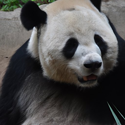 Understanding the Endangered Status of the Panda 