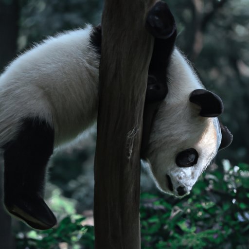 Exploring the Challenges Facing the Panda Population