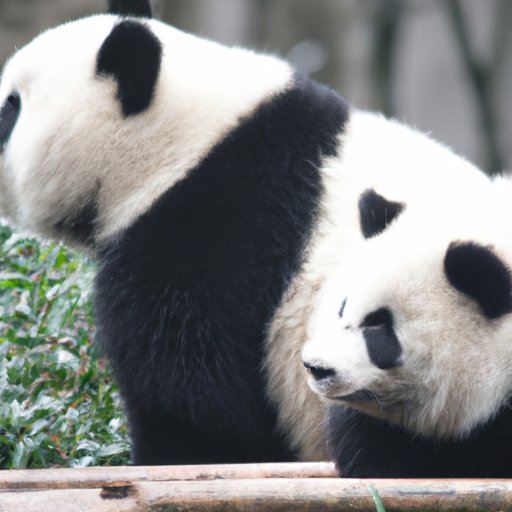 Investigating the Future of the Panda Population