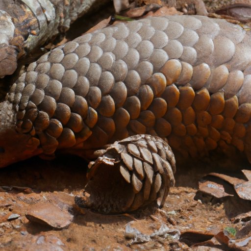 Understanding the Impact of Poaching on the Pangolin Population