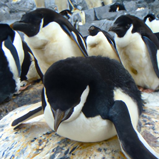 The Decline of Penguins: What We Can Do to Help