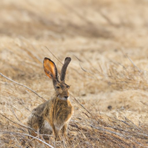 The Impact of Climate Change on Rabbit Populations