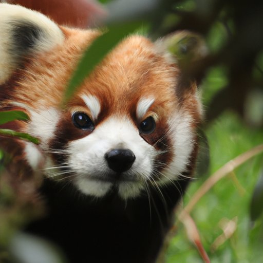 Endangered Species: A Closer Look at Red Panda Populations