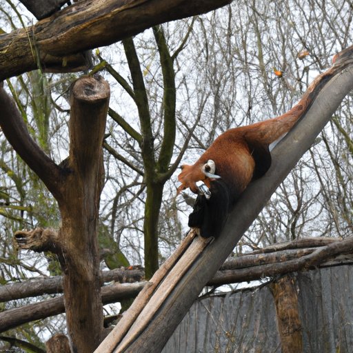 Red Panda Research: An Overview of Their Remaining Numbers