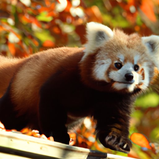 The Red Panda Crisis: Investigating Its Plight and Potential Solutions