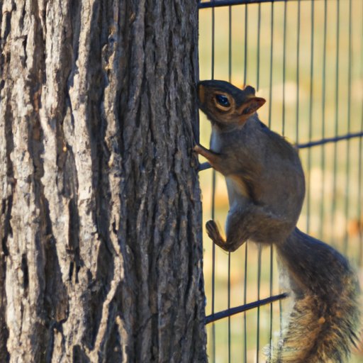 Examining the Impact of Human Activity on the Worldwide Squirrel Population