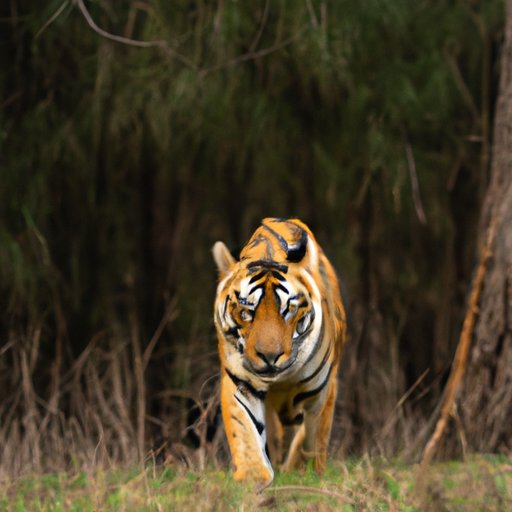 Exploring the Role of Conservation Efforts in Protecting Tigers