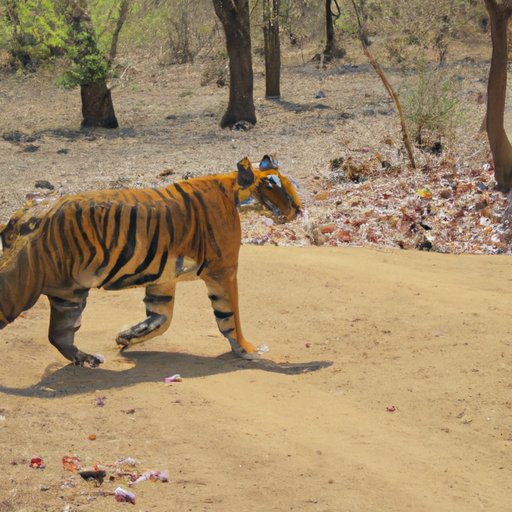 Examining the Current Population of Wild Tigers