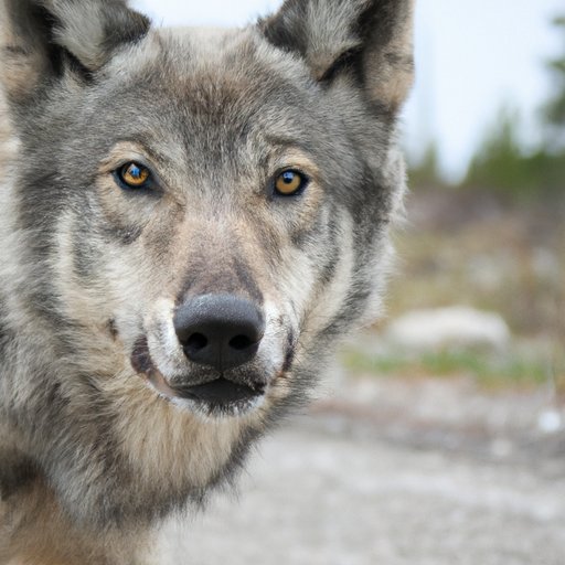 Examining the Impact of Human Activity on Wolf Populations