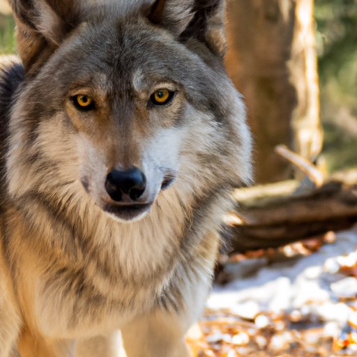 A Closer Look at Wolf Habitats and Their Viability