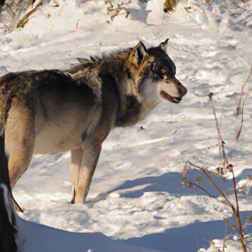 Investigating the Causes of Wolf Decline
