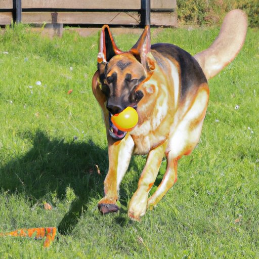 Debunking Common Exercise Myths for German Shepherds