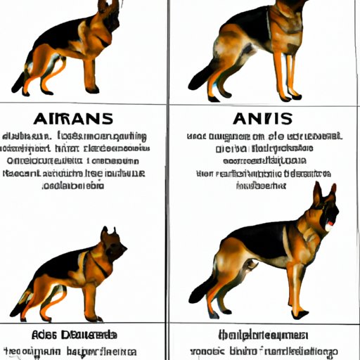 Comparing German Shepherd Exercise Requirements to Other Breeds
