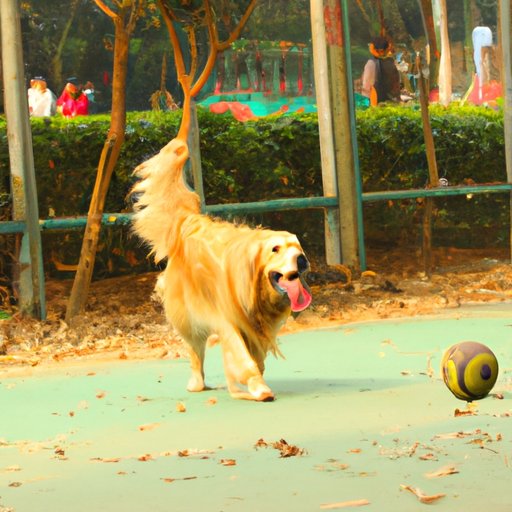The Benefits of Providing Adequate Exercise for Your Golden Retriever