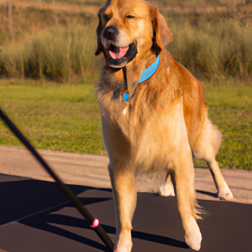 Developing an Exercise Routine for Your Golden Retriever